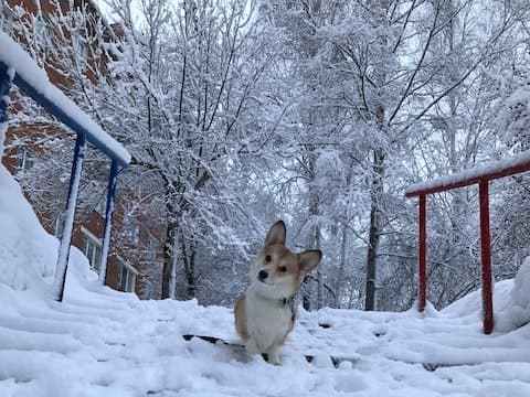 dog-image